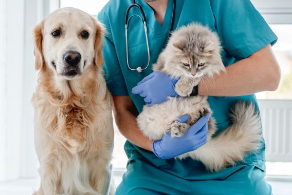 doctors report dog bites